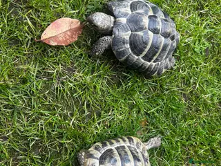 Hermann Tortoise reptiles Hermann’s Tortoises - Advert 3
