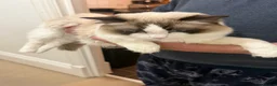 Ragdoll cats for sale: TICA Reg. Championship bloodline Ragdoll kitten - Advert 7