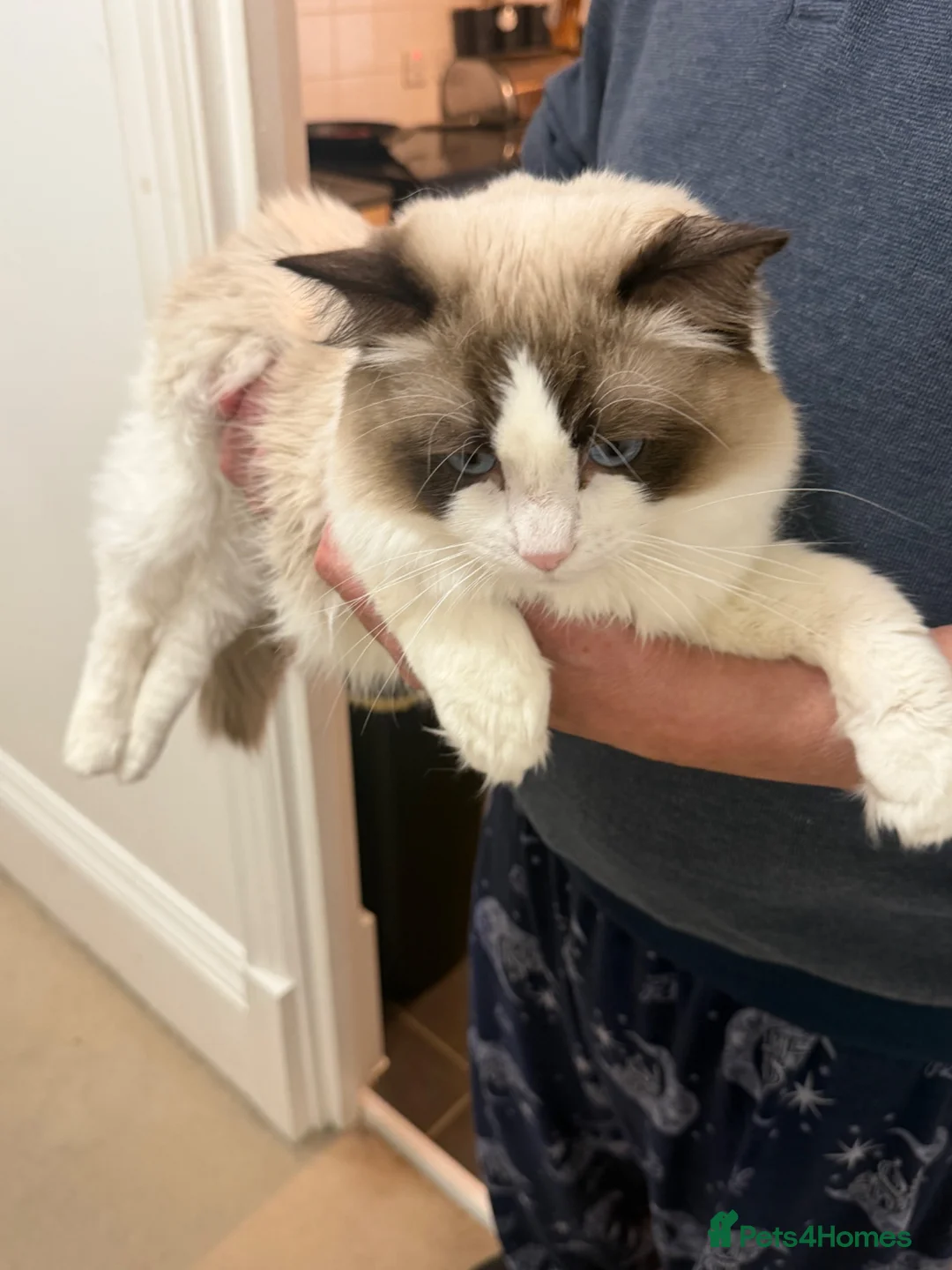 Ragdoll cats for sale: TICA Reg. Championship bloodline Ragdoll kitten - Advert 7