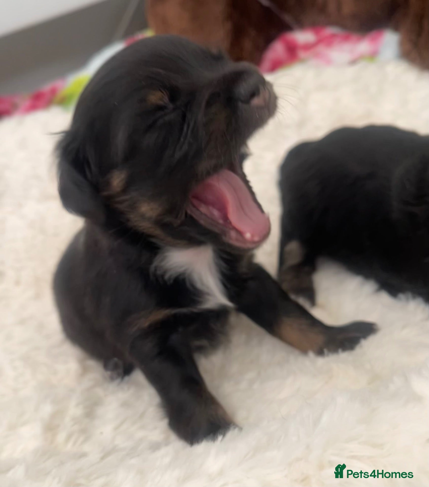 Jackapoo dogs Quality Jack Russel/Jackapoo Puppies 🐶  - Advert 1