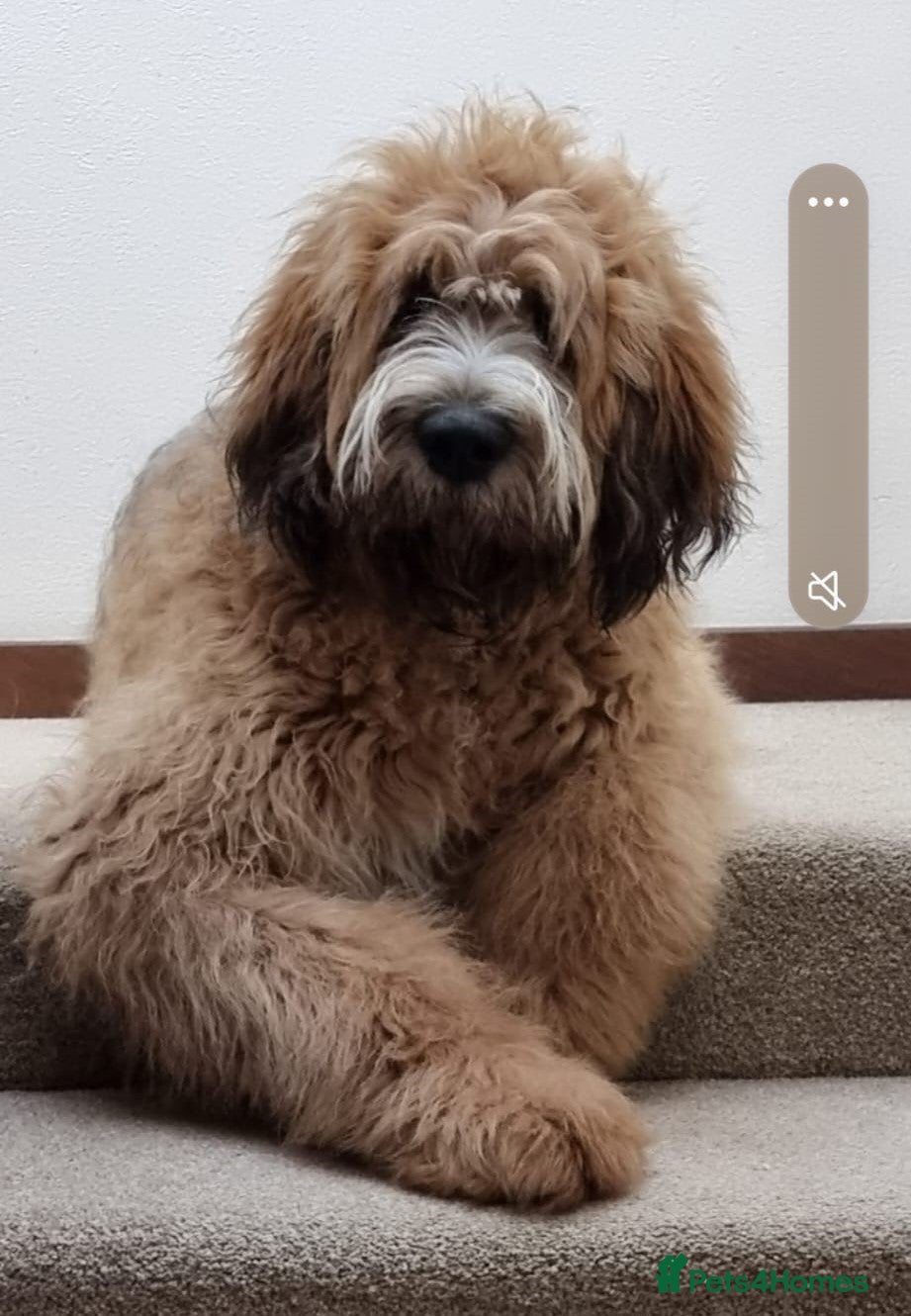 Saint Berdoodle dogs Chunky St Berdoodle puppies available mid July - Advert 1