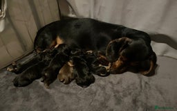 Mixed Breed dogs for sale: Docker Puppies For Sale🐶 - Image 15