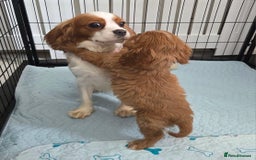 Cavalier King Charles Spaniel dogs for sale: KC King Charles Cavaliers.❤️Heart & Health Tested. - Image 9