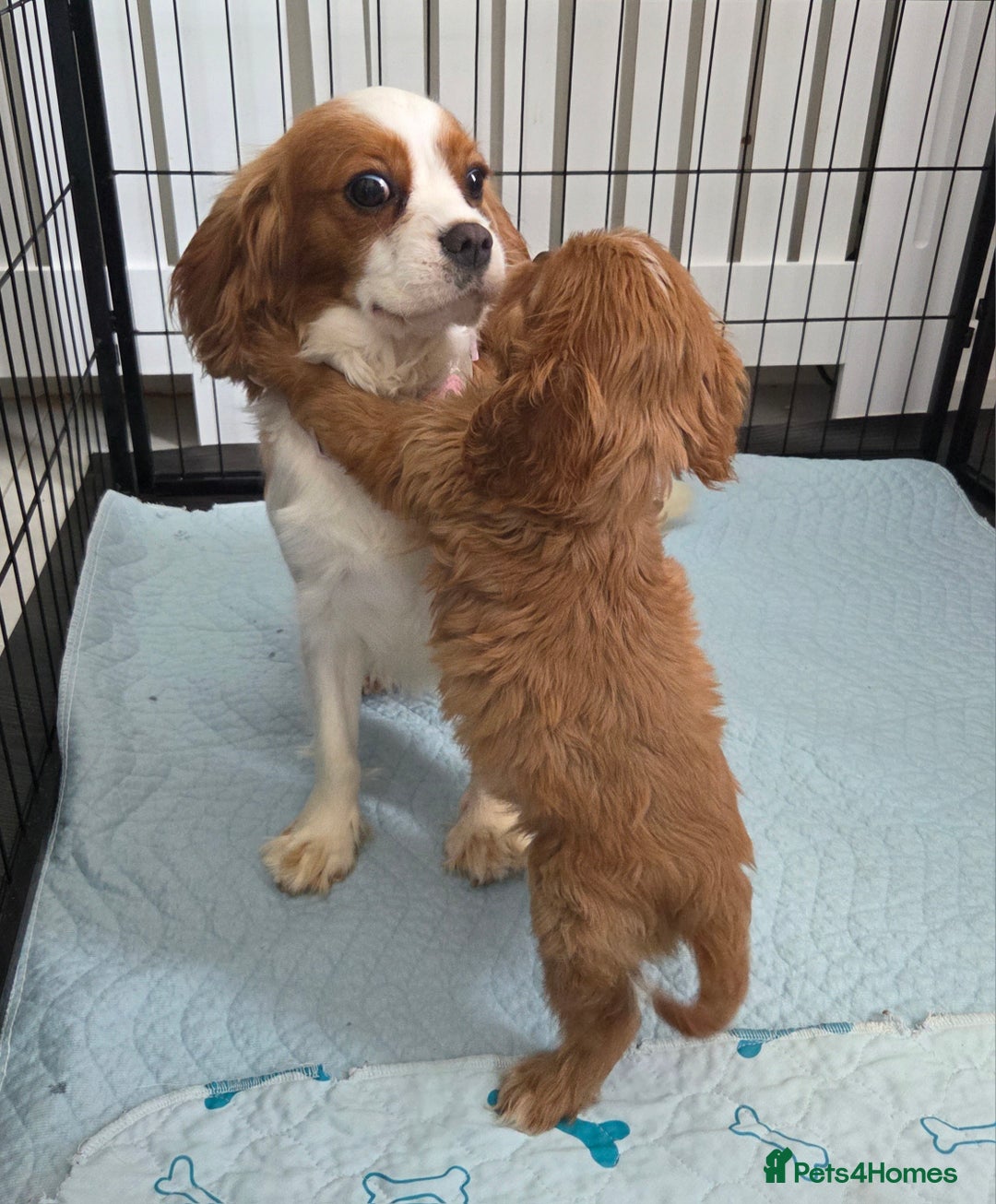Cavalier King Charles Spaniel dogs for sale: KC King Charles Cavaliers.❤️Heart & Health Tested. - Image 9