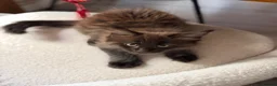 Maine Coon cats for sale: 💙 Male Maine Coon kitten TICA registered 💙 - Advert 8