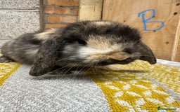 Mini Lop rabbits for sale: Mini Lop Rabbits For Sale  - Advert 18