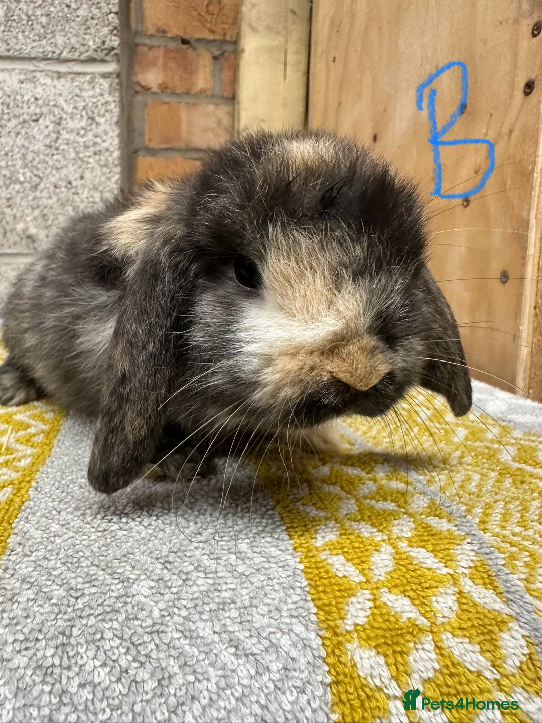 Mini Lop rabbits for sale: Mini Lop Rabbits For Sale  - Advert 18