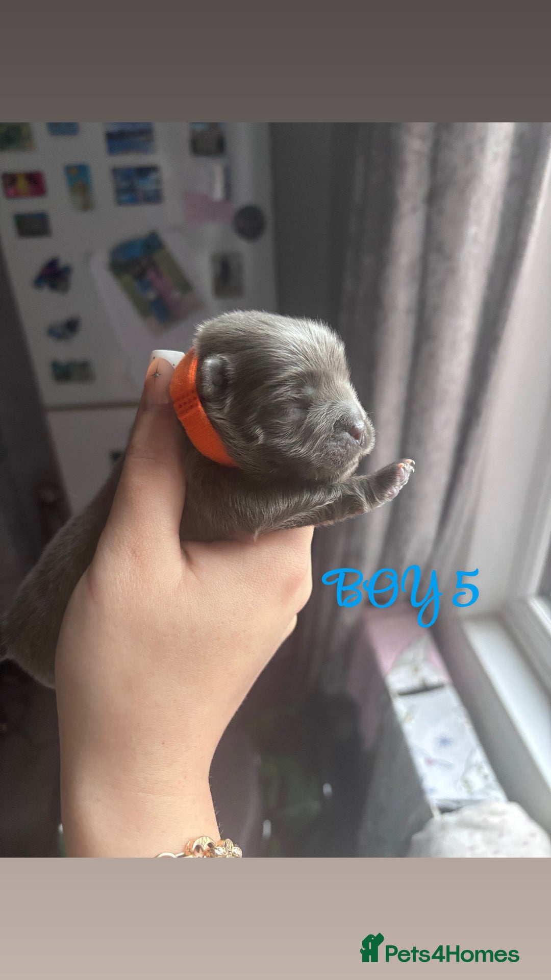 Mixed Breed dogs for sale: Chowpom puppies - Advert 20