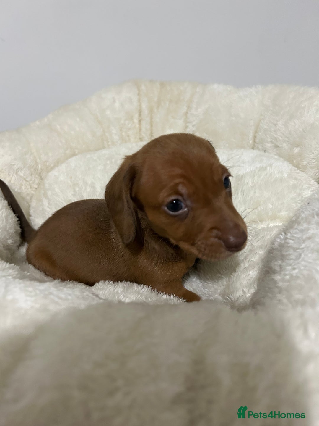 Miniature Dachshund dogs for sale: Multi coloured litter - Image 14