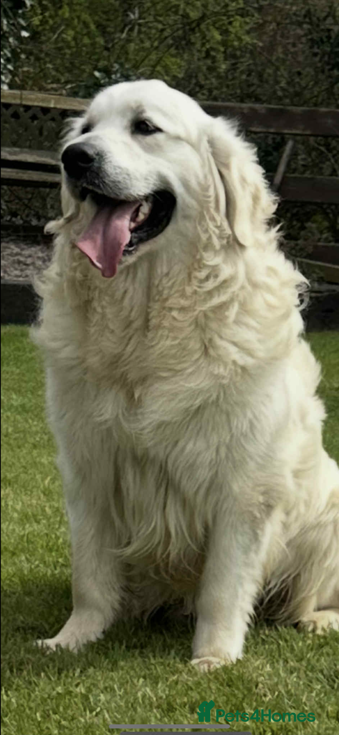 Golden Retriever dogs for sale: IKC REGISTERED golden retriever pups  - Advert 8