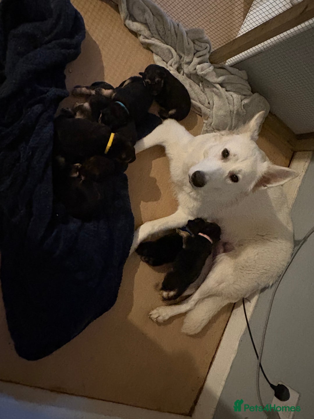 Mixed Breed dogs for sale: Beautiful German shepherd puppies for sale  - Image 1