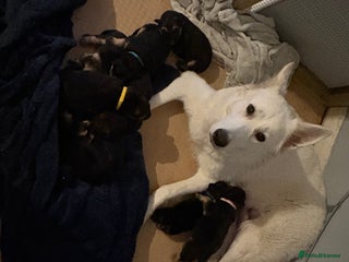 Mixed Breed dogs - Advert 1