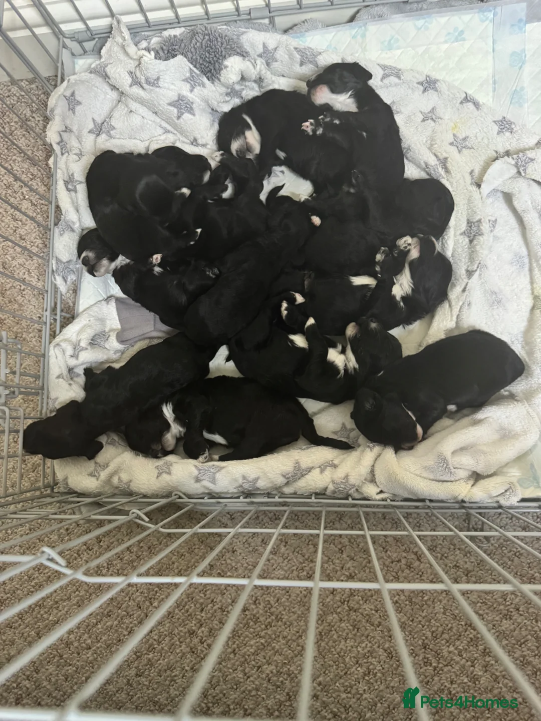 Sproodle dogs for sale: Deposits now taken for my Sproodle pups! - Advert 2