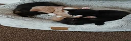 Mixed Breed cats for sale: Beautiful kittens  - Advert 5
