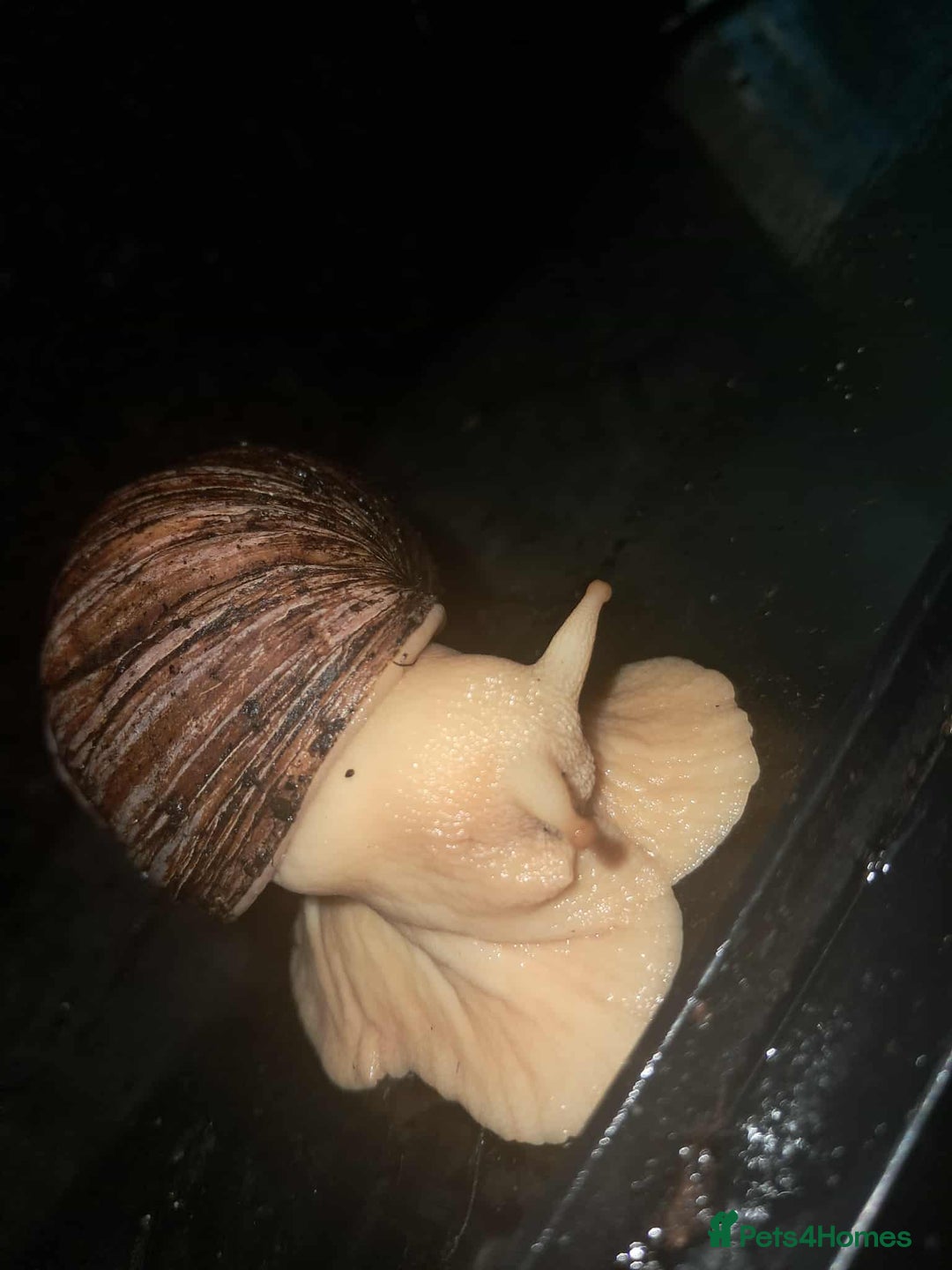 Snails invertebrates for sale: Large Albino Land Snails x3 Free - Image 6