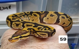 Python Snake reptiles for sale: Hatchling Royal Python's  - Image 28