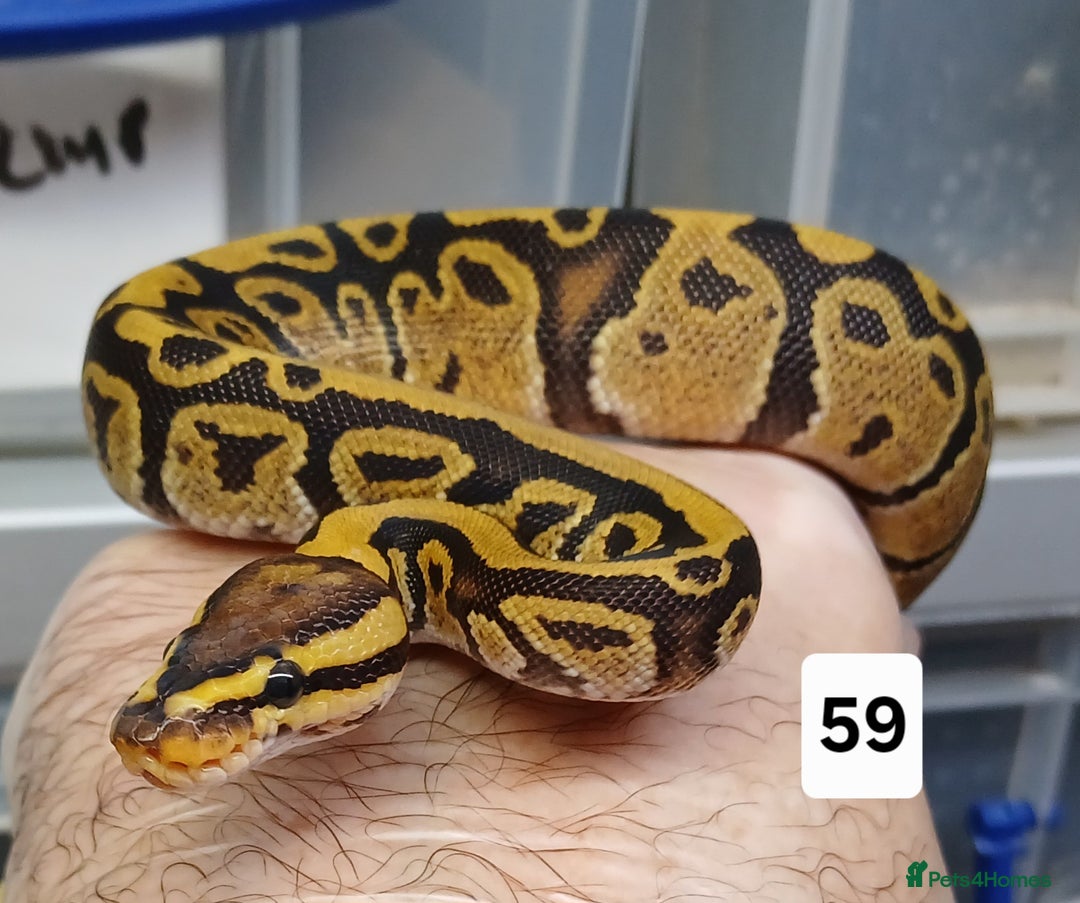 Python Snake reptiles for sale: Hatchling Royal Python's  - Image 28