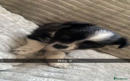 Chihuahua dogs for sale: stunning chihuahua puppies - Image 3