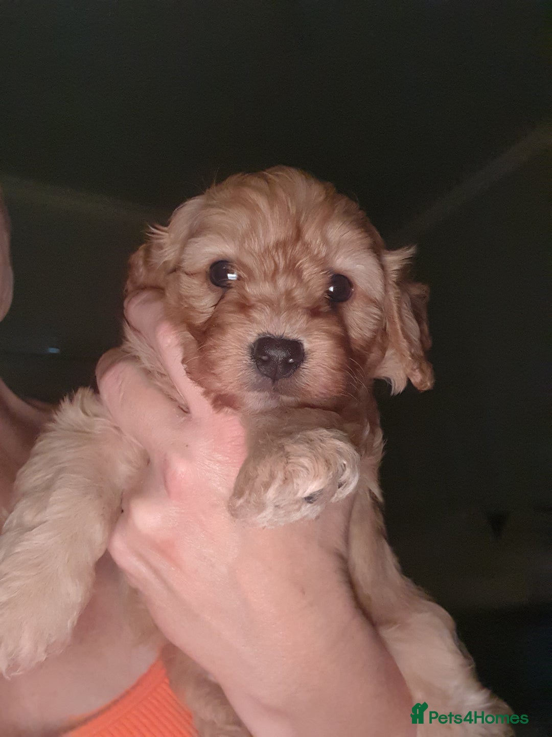 Mixed Breed dogs for sale: Beautiful red and fawn colour Cavapoochons pups - Advert 17