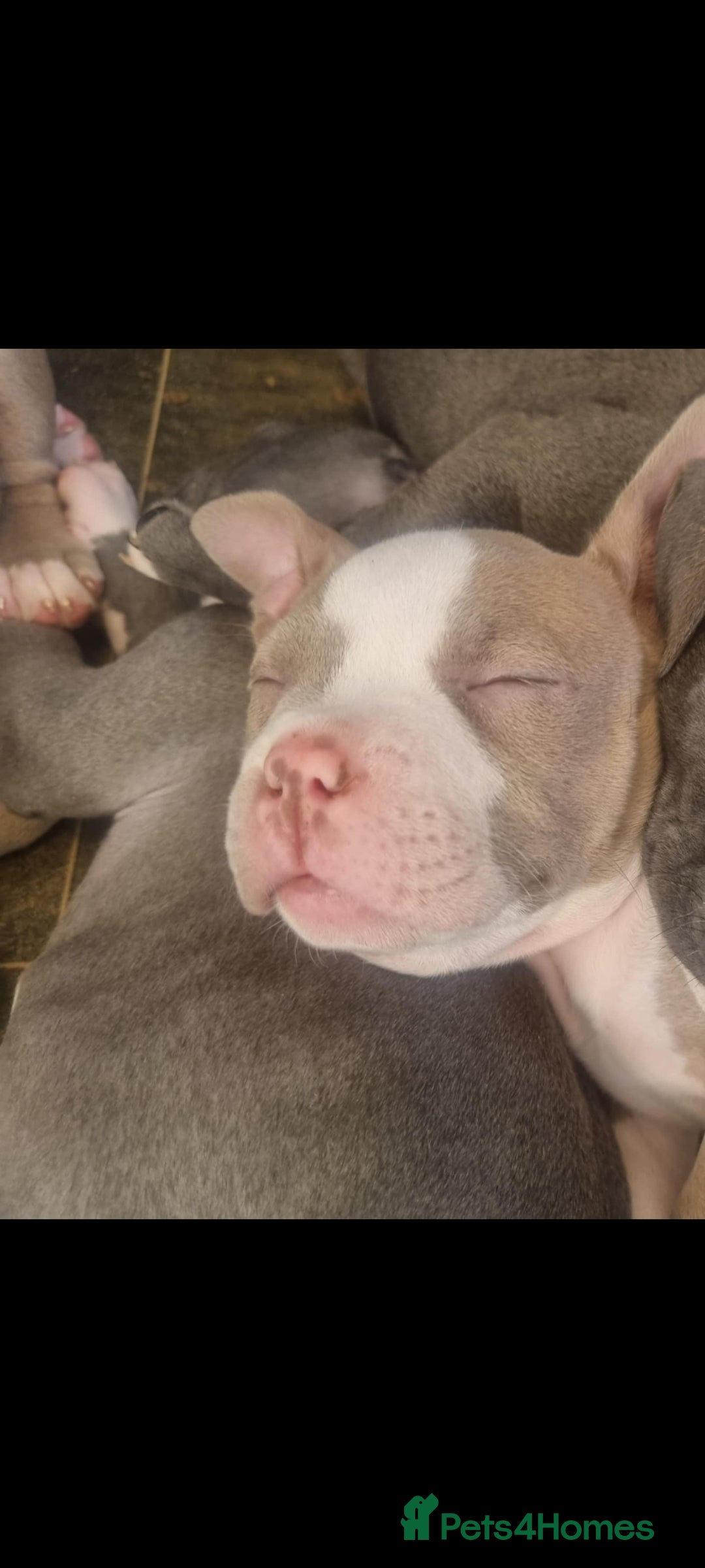 American Bull Staffy dogs for sale: Lilac and white female - Image 4