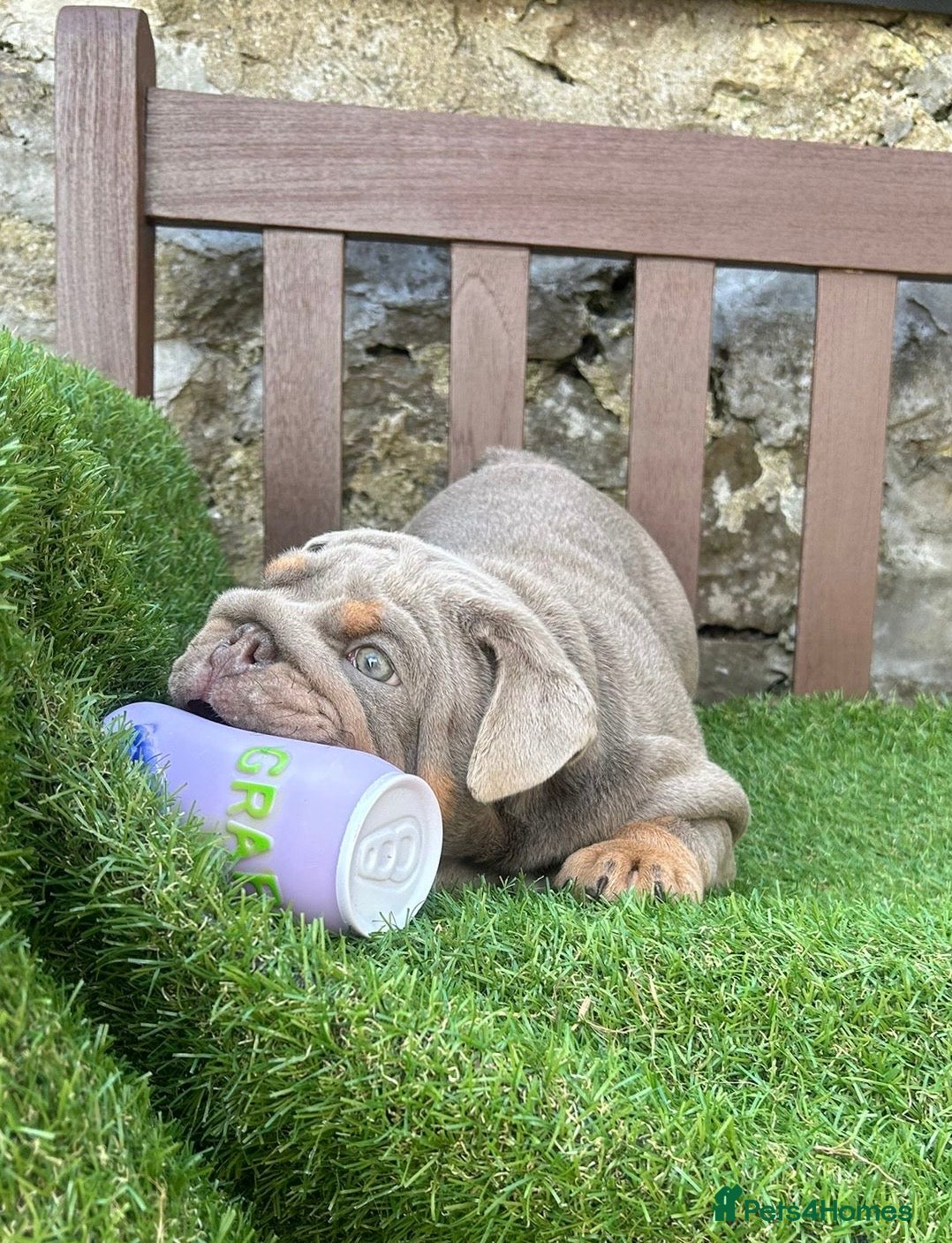 English Bulldog dogs KC Registered English bulldog puppies ready  💙❤️ - Advert 13