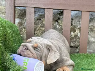 English Bulldog dogs KC Registered English bulldog puppies ready 💙❤️ - Advert 13