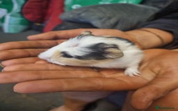 Guinea Pig rodents for sale: 2 female and 2 male Guinea pigs for sale! - Image 5