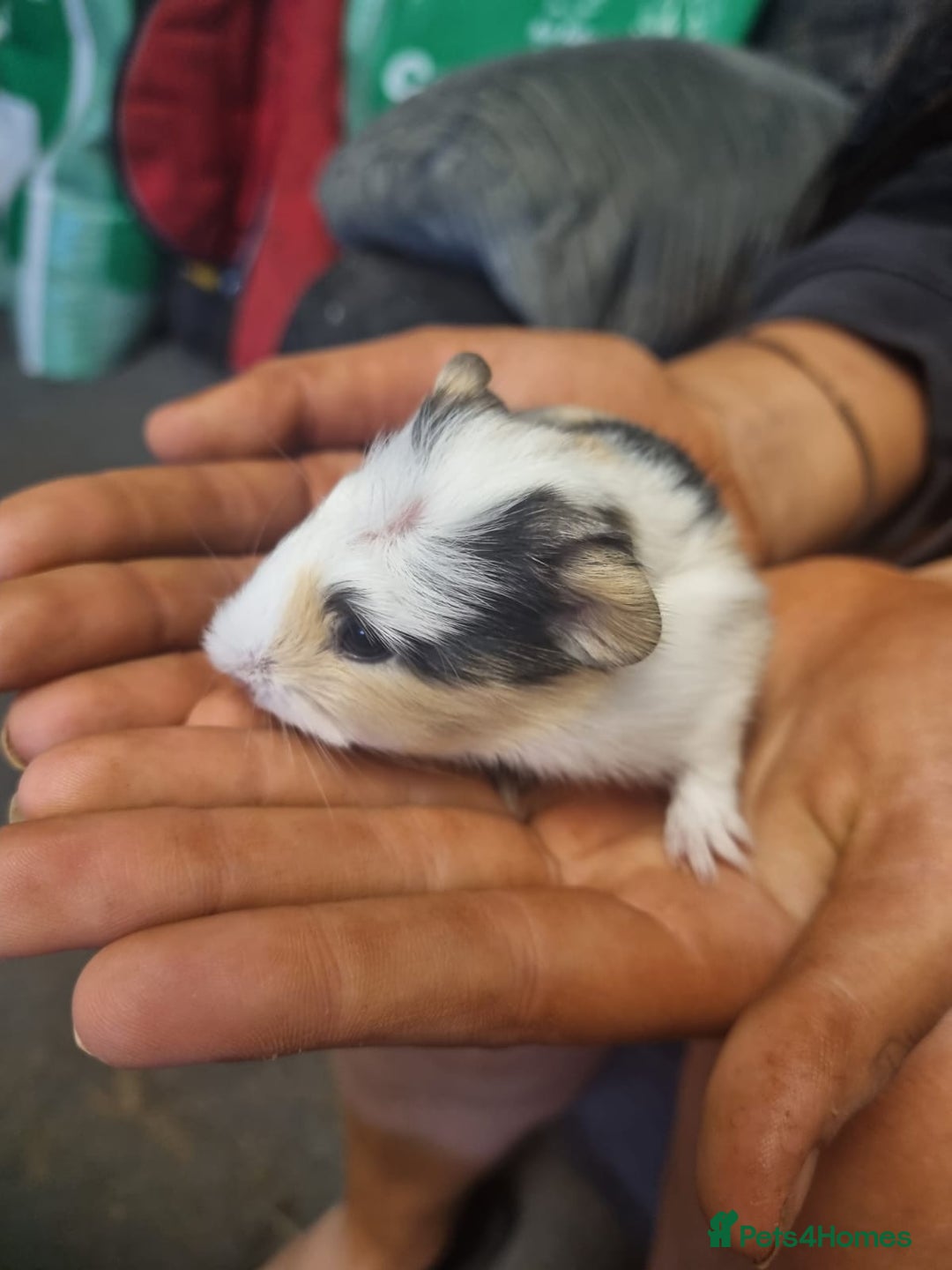 Guinea Pig rodents for sale: 2 female and 2 male Guinea pigs for sale! - Image 5