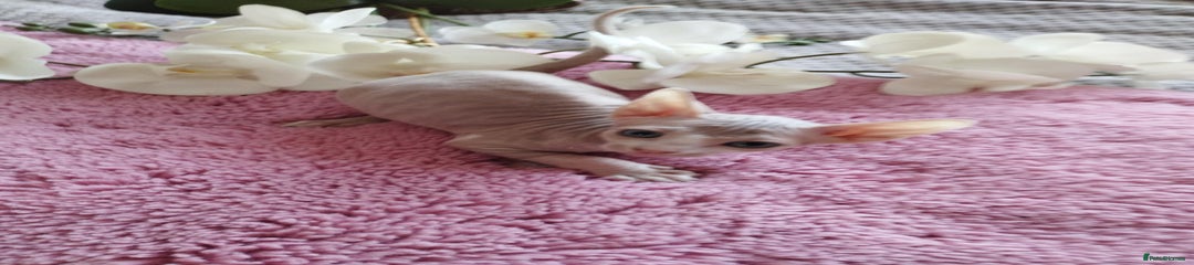 Sphynx Kitten 1