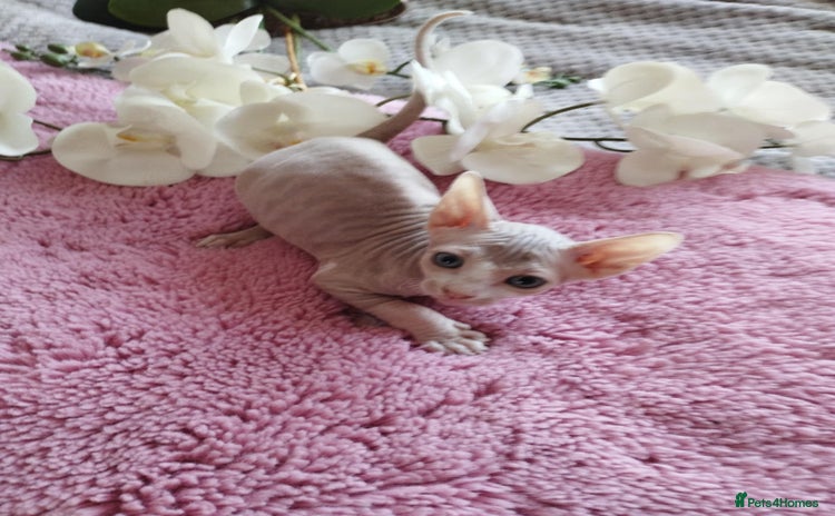 Sphynx cats - Advert 1