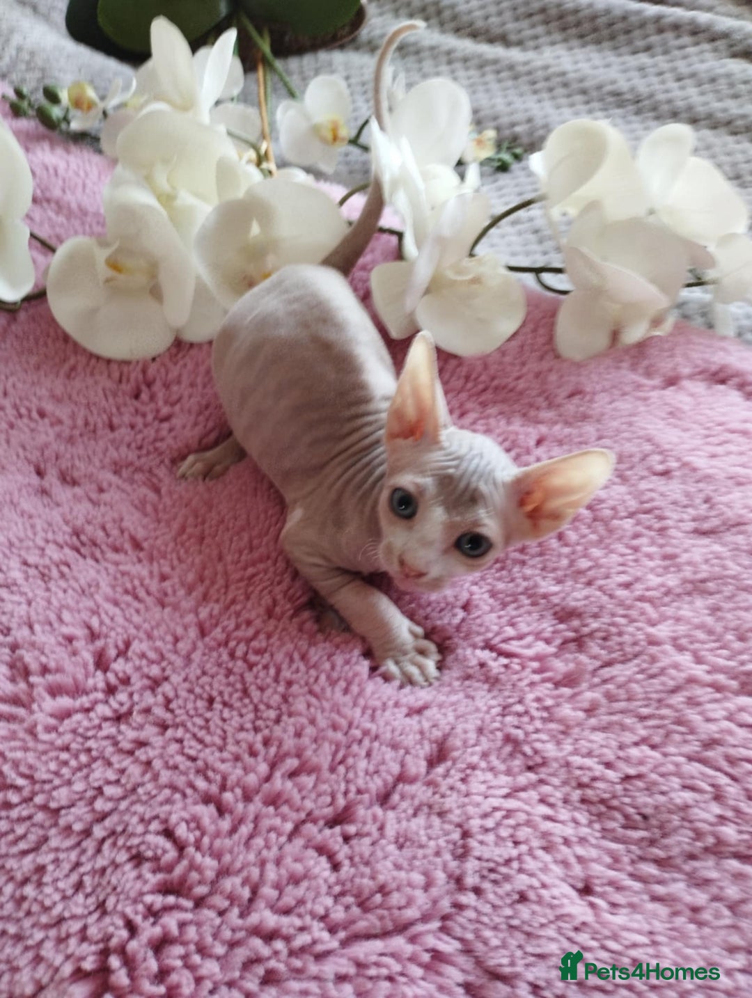 Sphynx cats for sale: Beautiful sphinx kittens - Image 5