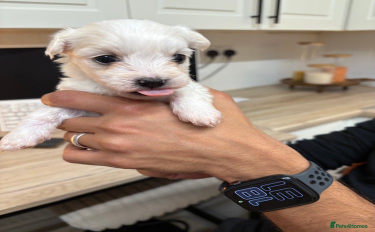 Morkie dogs - Advert 1