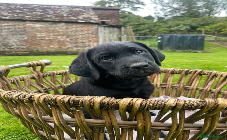 Labrador Retriever dogs - Advert 1