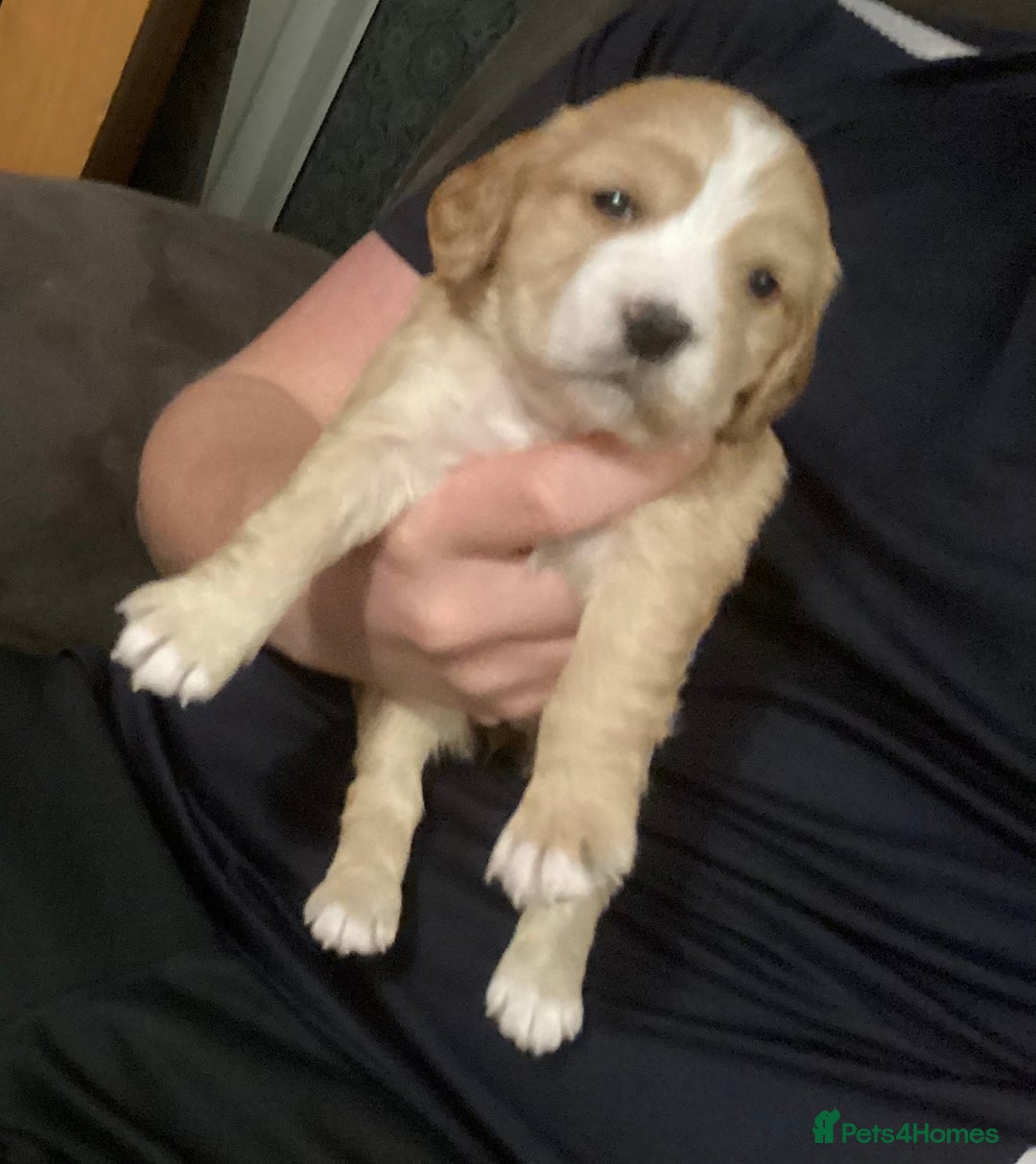 Cocker Spaniel dogs for sale: KC registered working cocker spaniel puppies  - Advert 11