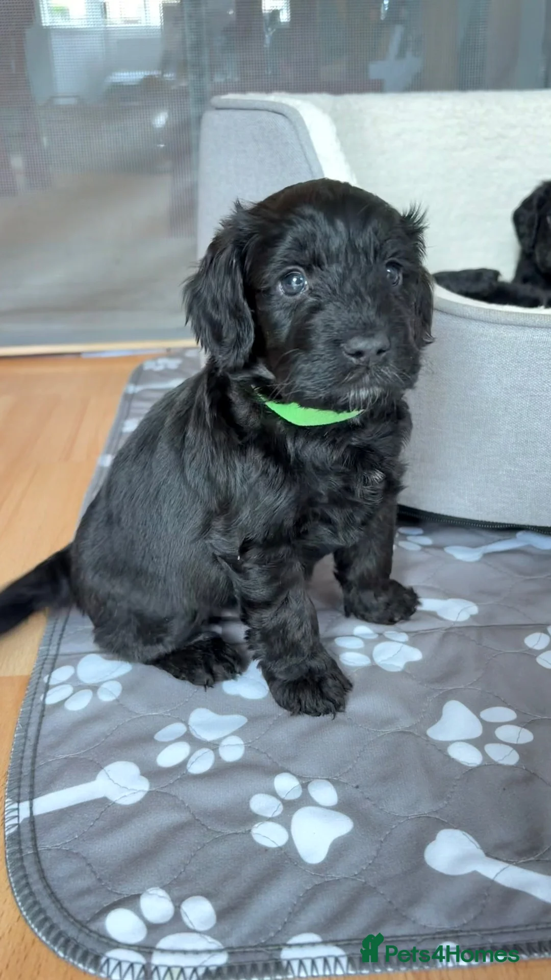 Cockapoo dogs for sale: 2 F1B Cockerpoos available - 1 boy, 1 girl ❤️ - Advert 10