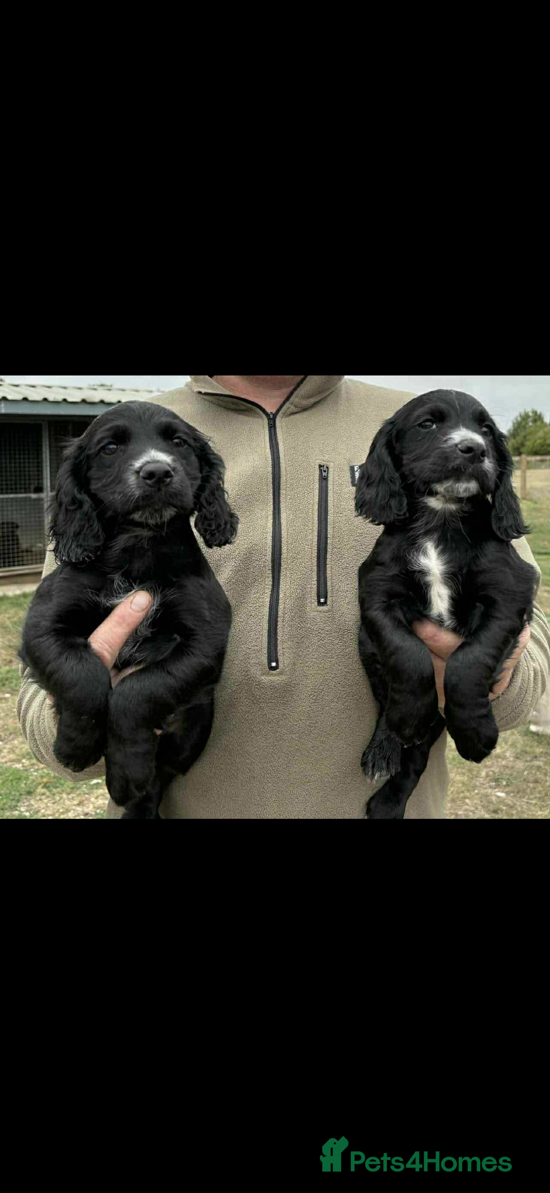 Cocker Spaniel dogs for sale: Working cocker spaniel  - Image 1