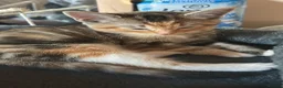 Mixed Breed cats for sale: 😽 2 gorgeous kittens for sale 😽 - Advert 6