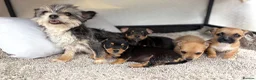 Mixed Breed dogs for sale: Jack Russell Cross Chorkie Puppies - Advert 5