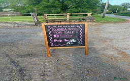 Guinea Pig rodents for sale: Lots of Guinea Pigs Always available!  - Image 7