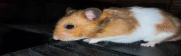 Hamster rodents for sale: Rescue hamster looking for his forever home - Advert 1