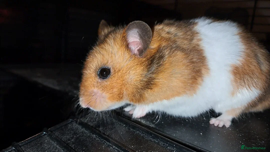 Hamster rodents for sale: Rescue hamster looking for his forever home - Advert 1