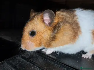 Hamster rodents Rescue hamster looking for his forever home - Advert 1