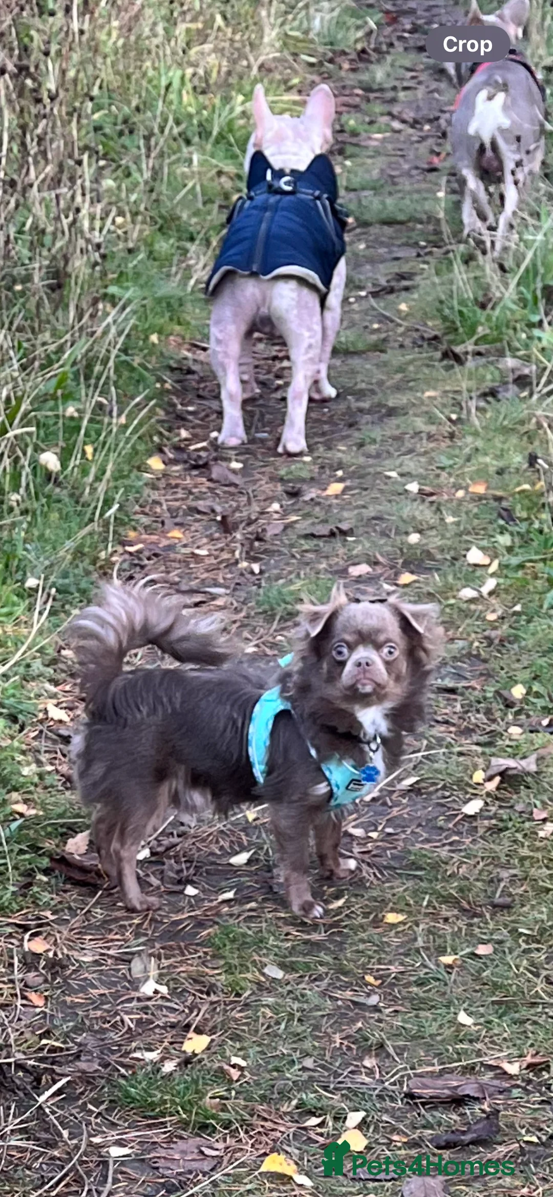 Chihuahua dogs for stud: Gorgeous Lilac & Tan Long Coat boy for STUD in Dundee - Advert 4