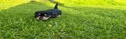 Dachshund dogs for sale: Miniature black and cream and Black and Tan pups in Wadebridge - Advert 8