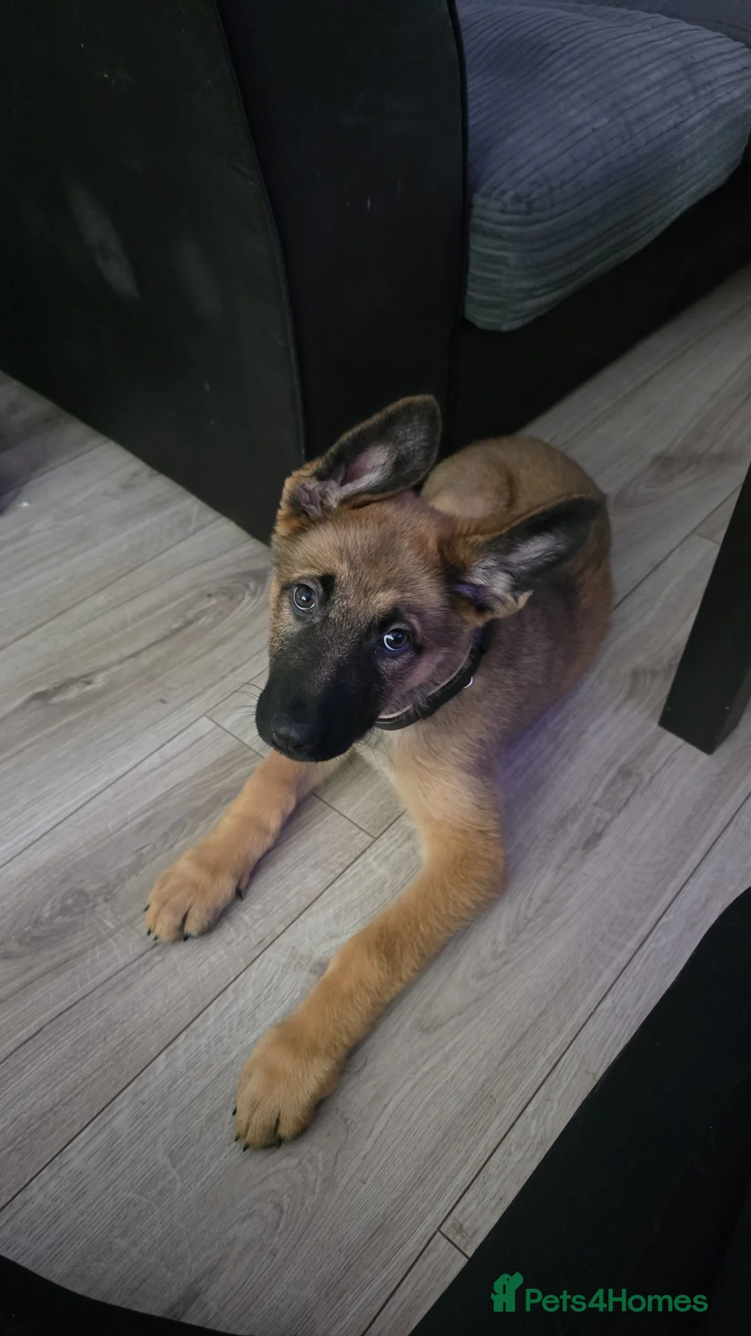 Mixed Breed dogs for sale: Caucasian X Belgium X German shepherd  in Leyland - Advert 1