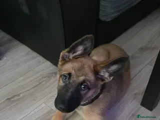 Mixed Breed dogs Caucasian X Belgium X German shepherd in Leyland - Advert 12