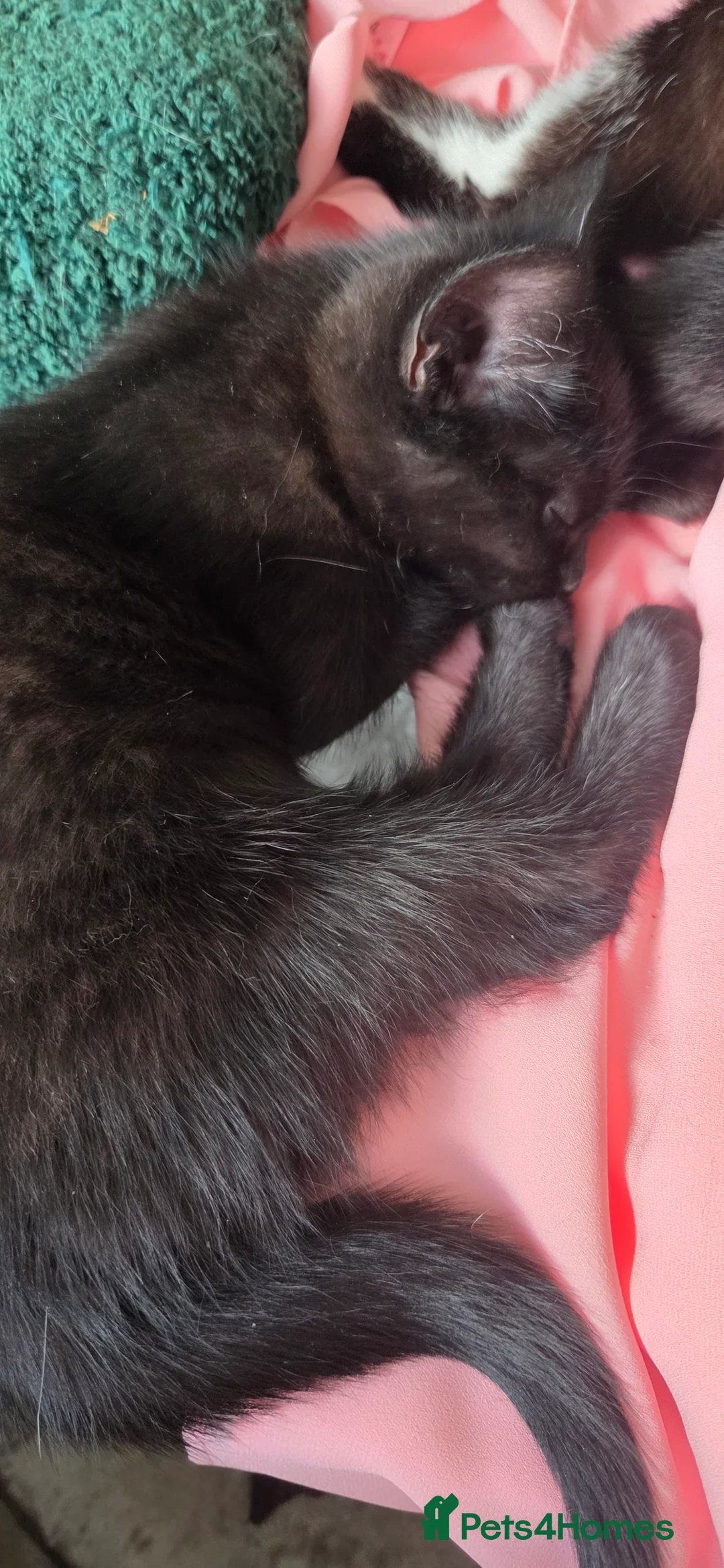 Mixed Breed cats for sale: Kittens - Advert 1