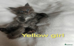 Ragcoon cats for sale: Amazing ragcoon kittens looking for lovely home  - Image 18