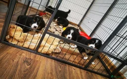 Bernese Mountain Dog dogs for sale: Bernese Mountain Dog – Best Friend for Life ❤️ - Image 5