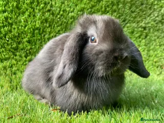 Mini Lion Lop rabbits Mini lops - Advert 5